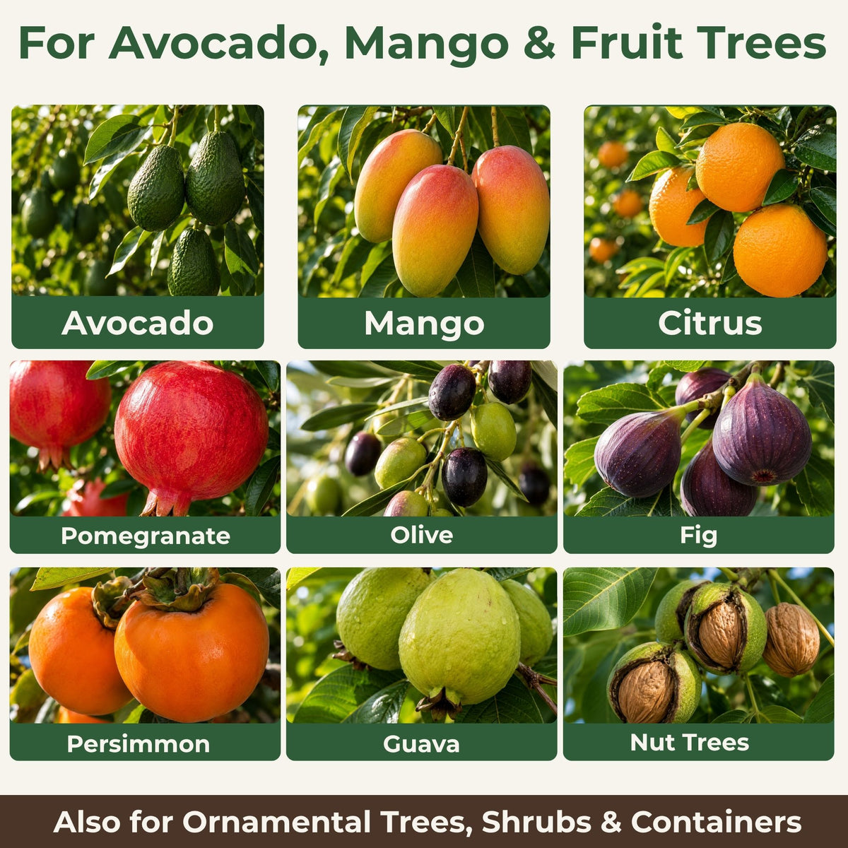 Astevora 6-4-6 Fertilizer for Avocado & Mango Trees, Citrus & Lemon Trees